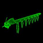 Blattodacid (for Poser)