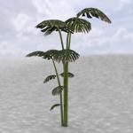 Middle East Palm Trees (for DAZ Studio)